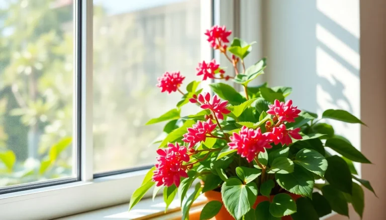 calandiva plant care